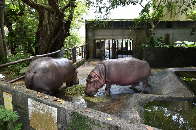沖縄こどもの国 動物園